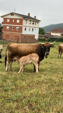 León, la provincia de Castilla y León más afectada en 2024 por la Enfermedad Hemorrágica Epizoótica (EHE)
