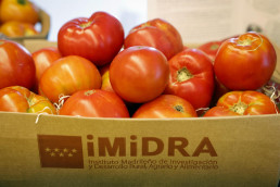 El Imidra inicia nuevo ensayo sobre la capacidad de adaptación de 11 variedades de tomates a las Vegas del Tajo y Jarama