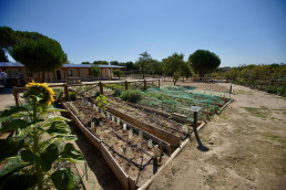 Productores, agricultores y hortelanos participan este sábado en el Mercado de Tomates