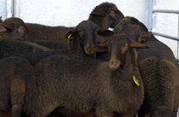 La Generalitat convoca las ayudas para el fomento de la oveja guirra por 41.000 euros