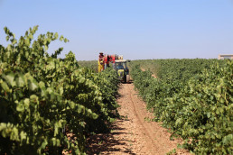 Castilla-La Mancha afronta un inicio de vendimia 