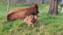 URA urge una campaña obligatoria y gratuita de vacunación frente a la enfermedad hemorrágica epizoótica (EHE)