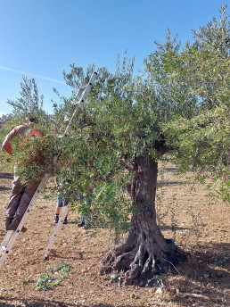 Comienza campaña de verdeo de Aceituna Aloreña con una estimación de cosecha del 15% de la producción habitual