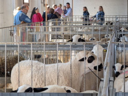 La Feria de Cantavieja (Teruel) vende las 400 cabezas de ganado ovino y bovino selecto de las mejores razas