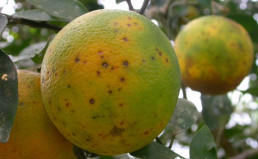 Intercitrus exige a la CE que tome medidas ante las 26 detecciones de plagas en las importaciones en agosto