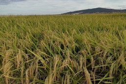 Más de 400 agricultores andaluces de secano, arroz y tomate recibirán cerca de 800.000 euros del Gobierno por la sequía