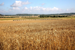 Un total de 46 nuevos agricultores de CyL recibirá ayudas extra por 117.778 euros
