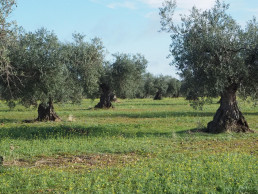 El proyecto LIFE Olivares Vivos+ lanza un programa formativo dirigido a los olivicutores
