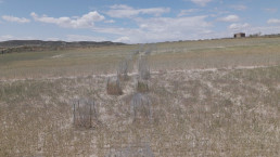 El proyecto Gest-Conejo del CITA apunta al triticale como el cereal más resistente al ataque de los conejos