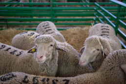 Extremadura cuenta con seis focos confirmados de 'lengua azul'