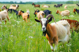 La Junta destina 2,1 millones en ayudas a inversiones para la comercialización en común de ganado en Extremadura