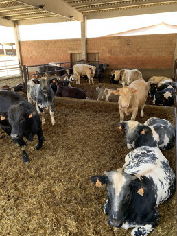 El IRTA impulsa dos iniciativas pioneras para reducir las emisiones de metano en la producción de carne de ternera