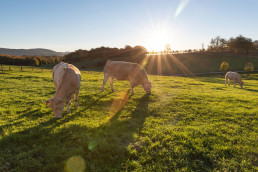 Nace SECUESVAC, un proyecto para optimizar el secuestro de carbono en el vacuno de carne