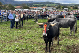 Miles de personas asisten a la Olimpiada del Tudanco en Cabezón de la Sal con la participación de 600 reses