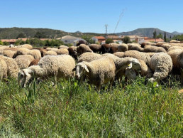 Extremadura cuenta con 85 focos de 'lengua azul', 35 de ellos del serotipo 3, y ya vacuna en las zonas más afectadas