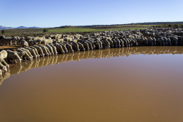 La UCV lidera una investigación sobre trashumancia como práctica sostenible en distintas partes de Europa