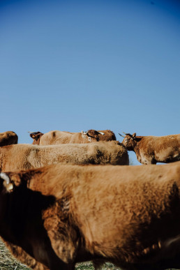 Detectados cuatro nuevos focos de enfermedad hemorrágica epizoótica en explotaciones ganaderas gallegas