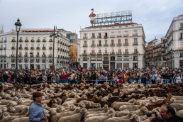 Se suspende la Fiesta de la Trashumancia en Madrid por la enfermedad de la lengua azul en vacas y ovejas
