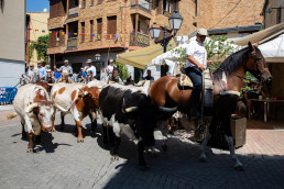 Madrid acoge un encuentro internacional en defensa de la trashumancia como Patrimonio Cultural de la Humanidad