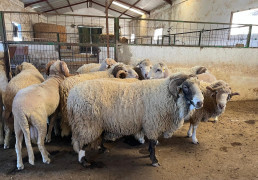 Más de 40 expertos participan en Grazalema en un taller sobre razas ganaderas autóctonas amenazadas