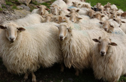 Madrid adquiere casi medio millón de vacunas para el control de la enfermedad de la lengua azul en el ganado