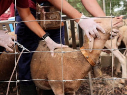 Agricultura vacuna contra la lengua azul al 20% de la cabaña de ganado ovino de Baleares hasta este domingo