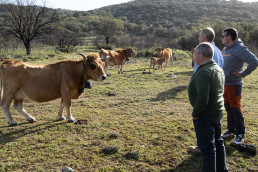 La Diputación apuesta por extender el proyecto de pastoreo y cercado virtual a municipios de la provincia