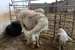 El Gobierno flexibiliza la normativa sobre el plan sanitario integral y la identificación de animales