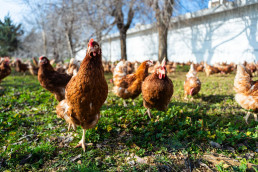 El Govern balear no autoriza la macrogranja avícola de Sineu