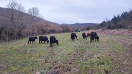 Vitoria-Gasteiz incorpora ocho vacas para las prácticas de pastoreo rotacional el espacio test agrario