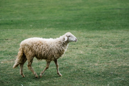 La Junta recuerda que la nueva estrategia nacional contra la lengua azul permite movimiento de animales sin síntomas