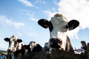 Asaja y COAG piden "celeridad" para implementar ayudas por la tuberculosis bovina