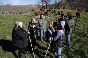 Los Tojos celebra su tradicional feria ganadera con 350 cabezas de todas las razas de montaña