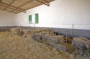 Abierto el plazo para solicitar ganado bovino criado por la Diputación de Cáceres en la finca El Cuartillo
