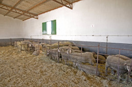 Abierto el plazo para solicitar ganado bovino criado por la Diputación de Cáceres en la finca El Cuartillo