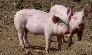 Unión de Uniones pide que la norma de bienestar animal no comprometa la capacidad productiva del porcino
