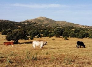 Un estudio de la UAM y CSIC concluye que los lobos pueden coexistir con la ganadería extensiva en la Sierra de Madrid