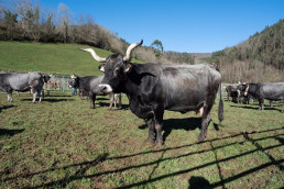Ganadería destinará 300.000 euros para promover la cría de razas puras de ganado bovino de carne en Cantabria