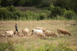 Razas autóctonas y pastoreo extensivo, claves para un paisaje más resistente a los incendios, según un proyecto piloto