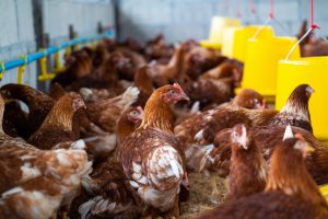 Publicada la orden de ayudas para vacunar a gallinas ponedoras contra la salmonella, con una partida de 500.000 euros
