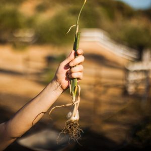 El Ministerio de Agricultura, Pesca y Alimentación inicia la consulta pública previa de la ley de agricultura familiar