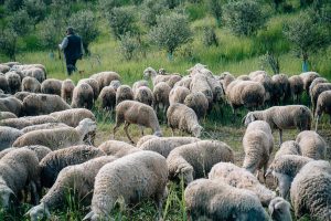 COAG-A recomienda la vacunación voluntaria de las ovejas frente a los posibles brotes de lengua azul