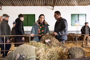 La Diputación de Cáceres recibe más de 1.300 solicitudes para la subasta de 200 cabezas de ganado Merino Precoz
