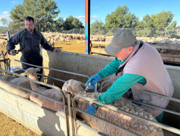 La Generalitat inicia la vacunación preventiva del serotipo 3 de la lengua azul en ganado