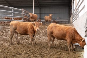 Asaja Aragón recomienda a los ganaderos de ovino y vacuno la vacunación contra la lengua azul