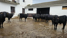 El IMIDRA entrega diez reses de vaca Avileña-negra ibérica para la mejora de la cabaña ganadera