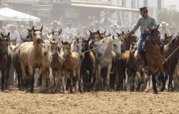 La Asociación Nacional de Criadores de Ganado Marismeño reclama medidas para proteger animales ante inundaciones