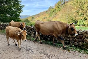 Cantabria empieza a pagar 3,7 millones del FEAGA a más de 4.000 agricultores y ganaderos
