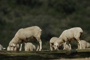 La Diputación contabiliza en su inventario 138 cabras y 265 ovejas con 29 ejemplares menos tras la lengua azul