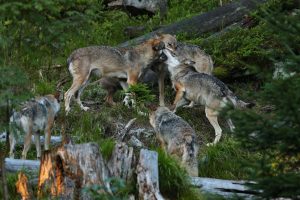C. de Madrid dará a los ganaderos hasta 4.500 euros para instalar medidas de protección frente a lobos ibéricos